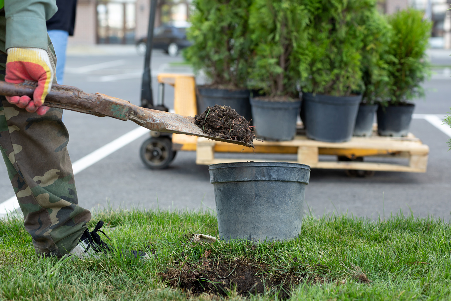 Professional Tree Planter